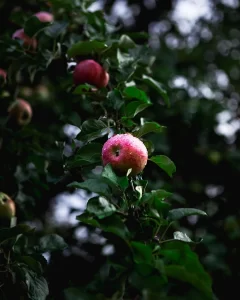 Morning dew on a blushing apple